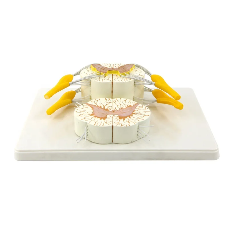 Detailed anatomical human anatomy model Vertebral and Partial Spinal Cord model