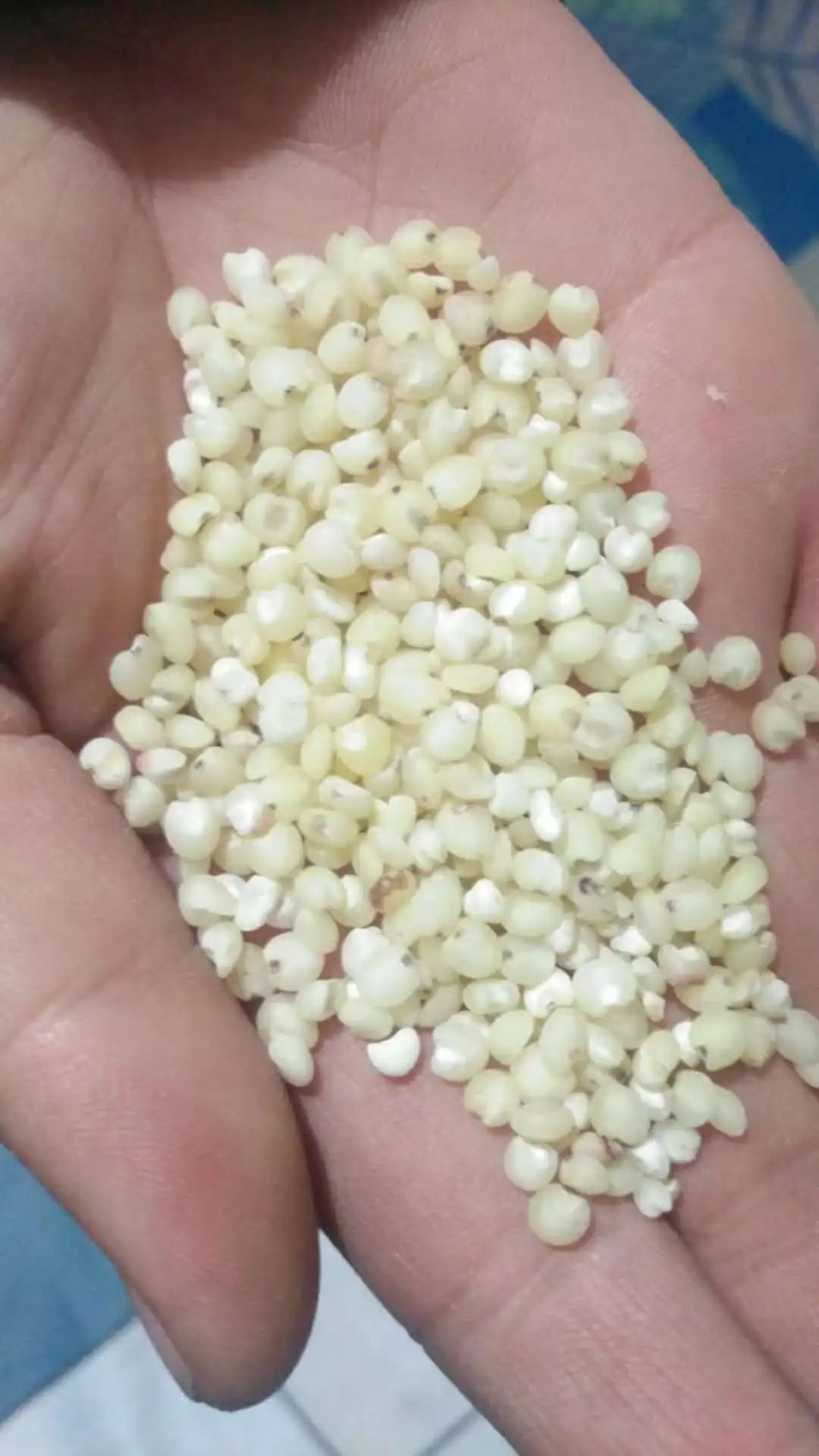 Hulled And Unhulled Sorghum Seeds White Milo Kaoliang Sorghum Grains