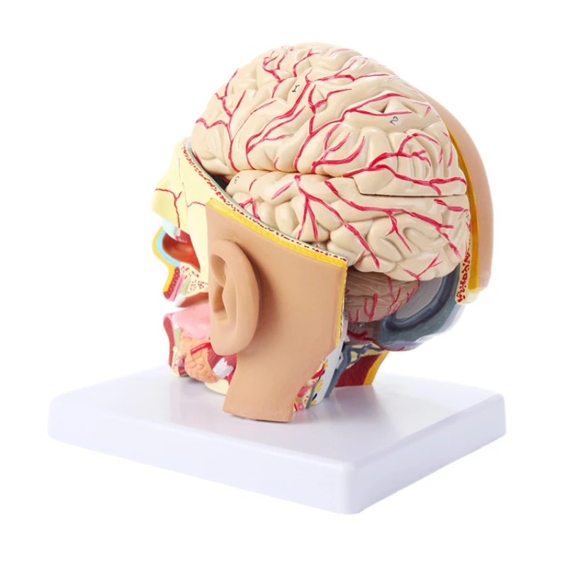 anatomical model of human head with brain model 4 parts hospital teaching human head with cerebral artery model