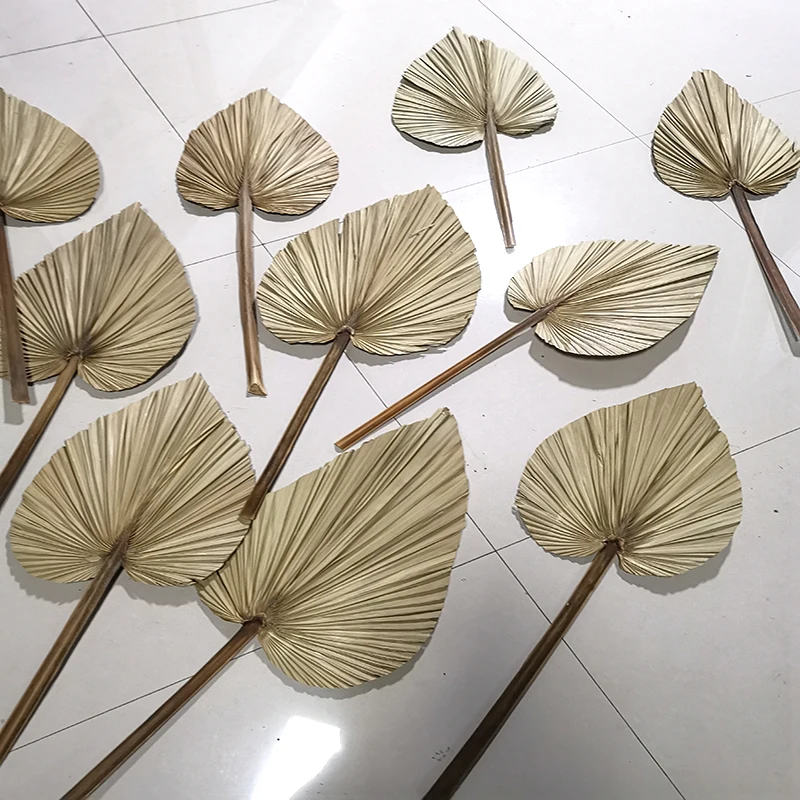new design wholesale  palm trees leaves decorative dried palm leaves