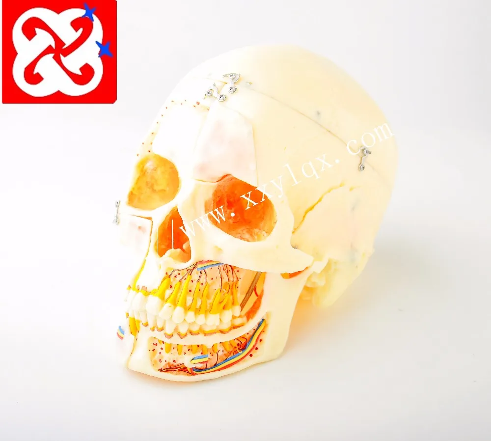 Skull model showing teeth, sinuses, arteries and nerves