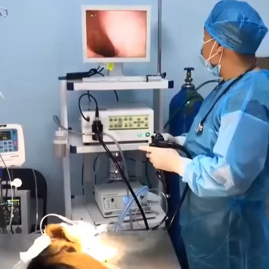 Leshypet  High Resolution Veterinary Gastrointestinal Endoscope Veterinary Endoscopy Vet Gastroscope Endoscope