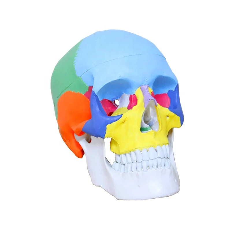 3 parts colored skull model,Detachable Colored Human Skull Medical School Anatomical Demonstration