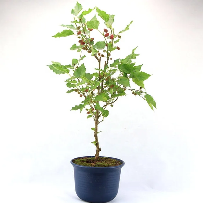 
Red yellow purple black color fruit divided layer Chinese raspberry plants 