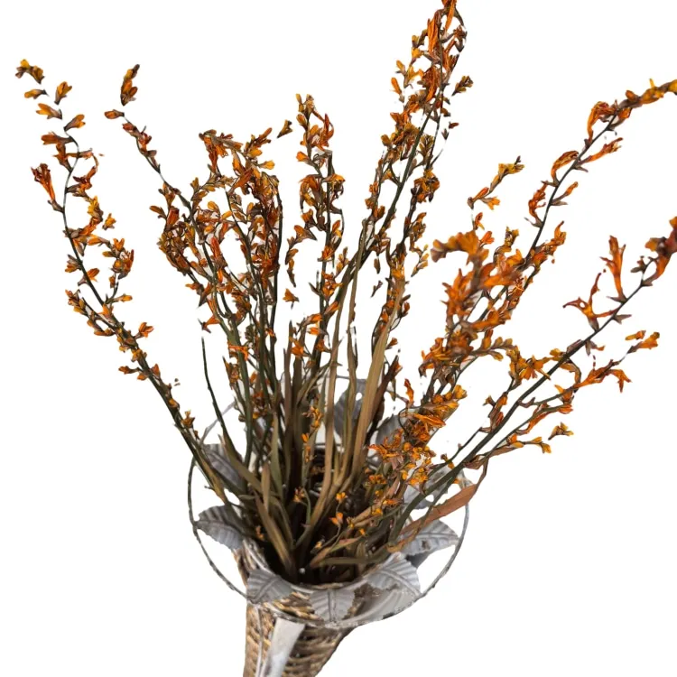 Naturally Dried Flowers Renanthera Coccinea Real  Plants for Flower Arrangements Wedding decor Bouquet Making  Home  Decorations