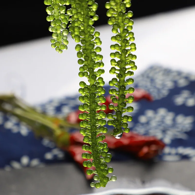 LONGEVITY DEHYDRATE LATO SEAWEED