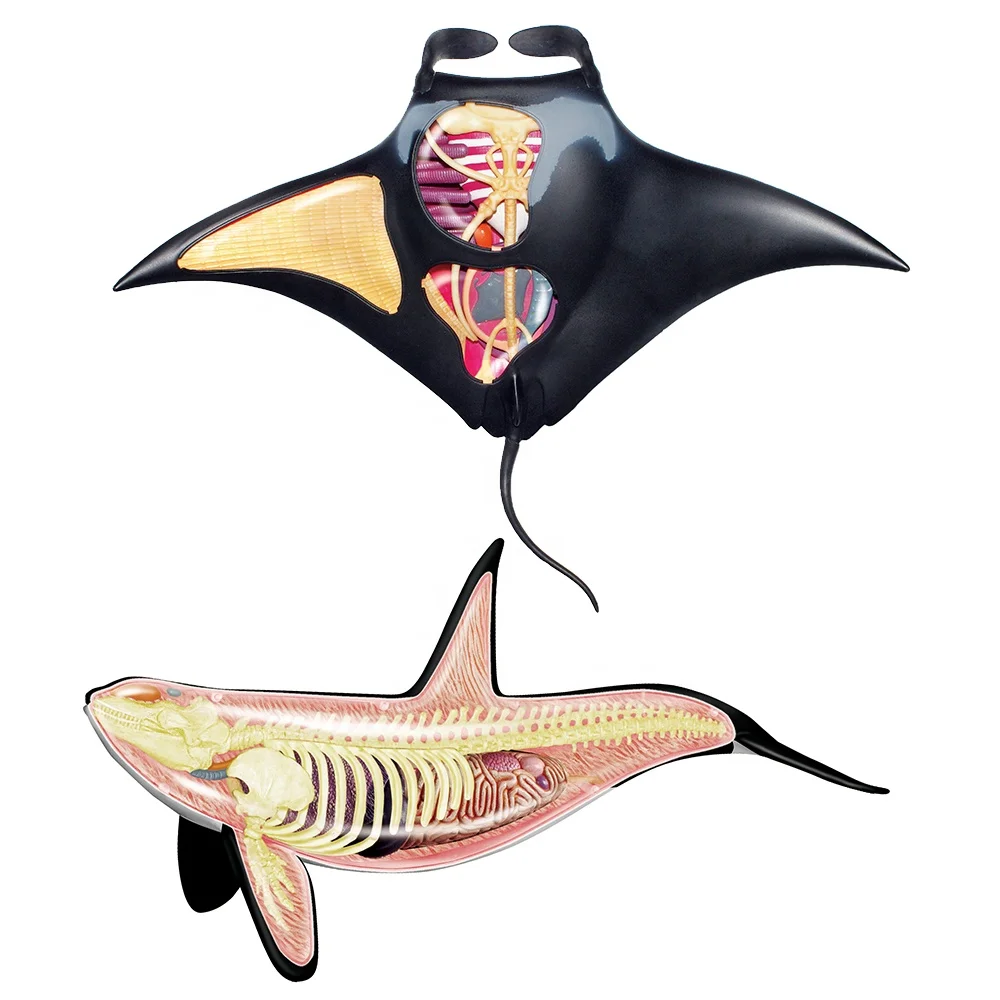 4D Master Educational STEM Biology Figure 4D Vision Ocean Manta Ray Marine Animal Teach Learn Sea Anatomy Model Plastic Assembly
