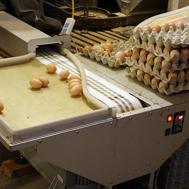 BOLONG Free range chicken egg collection equipment chicken coop chicken nesting box