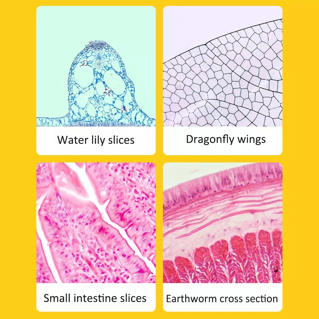 Manufacture Education Learning Microscope Glass Specimen Slides Bulk Kit for Kid Optical Digital Microscope