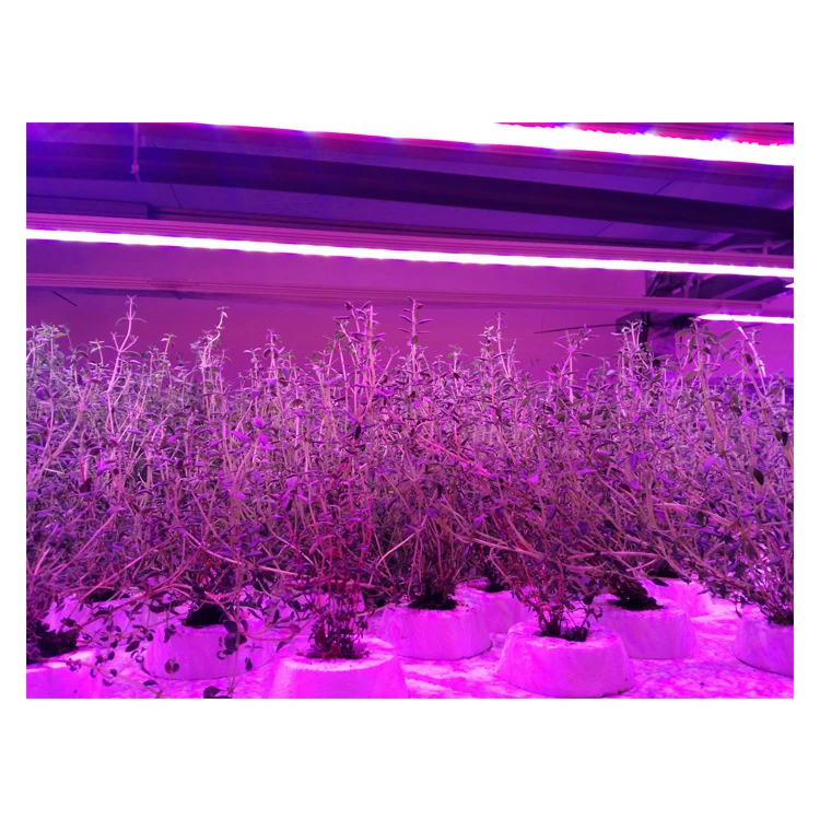 
Spain Best Selling Vertical Pipe Hydroponic System for Plant Growth 