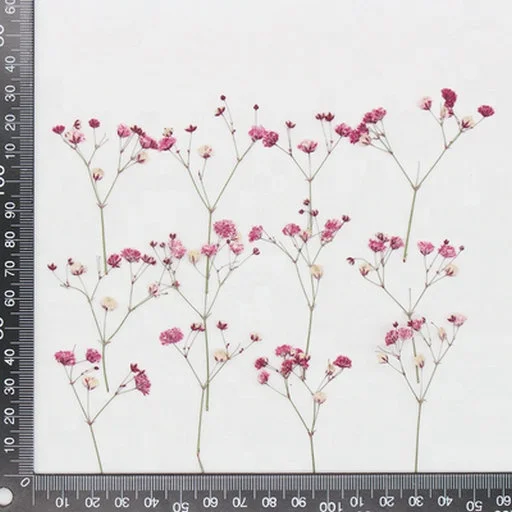  Настоящие сушеные прессованные цветы Babysbreath