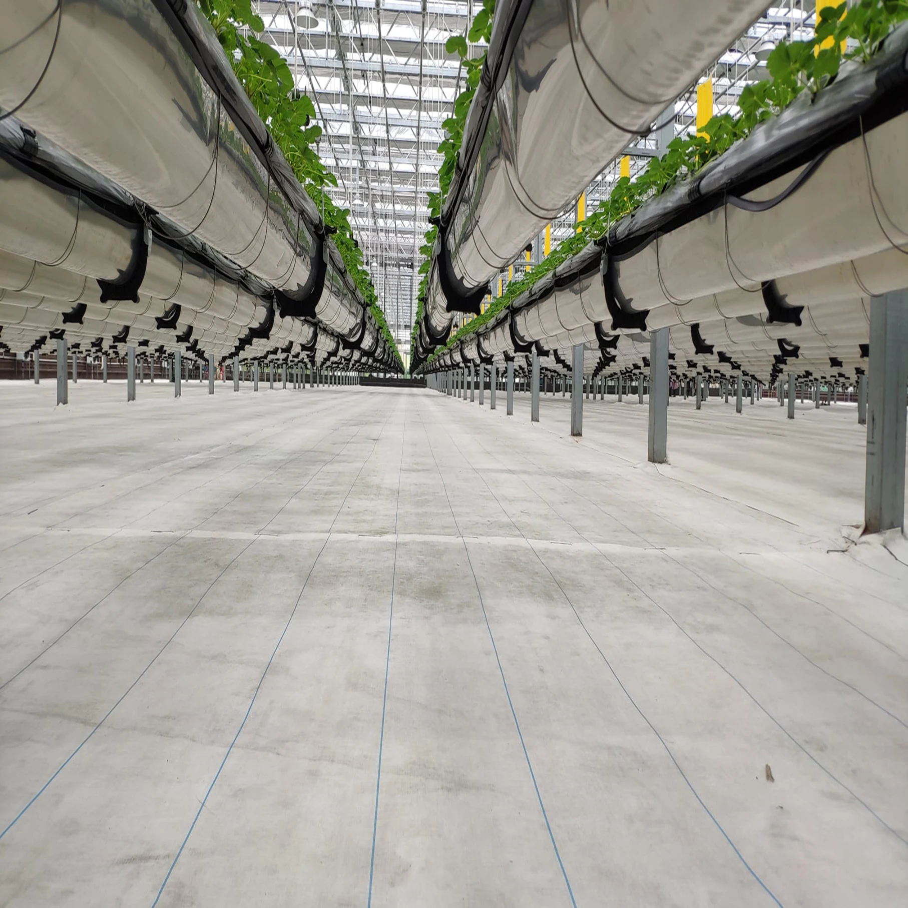 Automated Vertical Hydroponic Growing System Agriculture Equipment Used Smart Glass Greenhouses