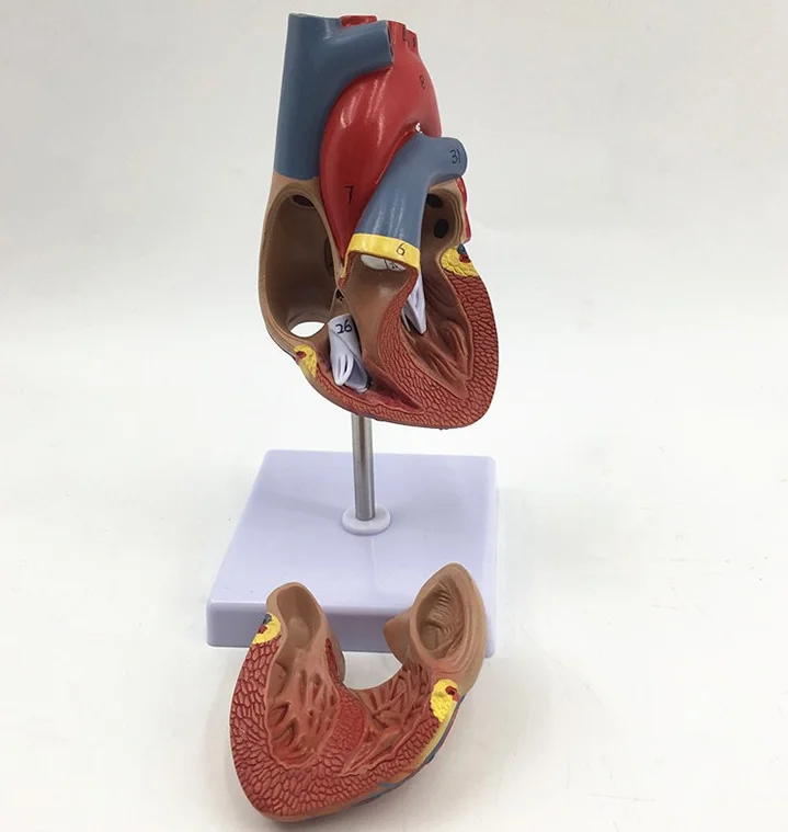 human heart Anatomical model with digital identifier 1:1proportion  removableTeaching Medicine heart model