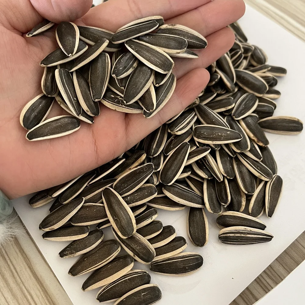 Ready to Ship free paid sample good quality hot sale 363,601,5009 black striped sunflower seeds china