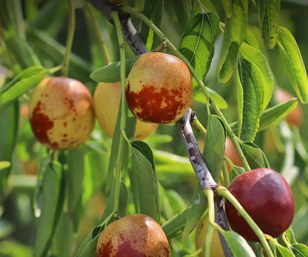 
Fresh Style New Crop Export Grade Jujube fruits Winter Jujube In New Zealand 