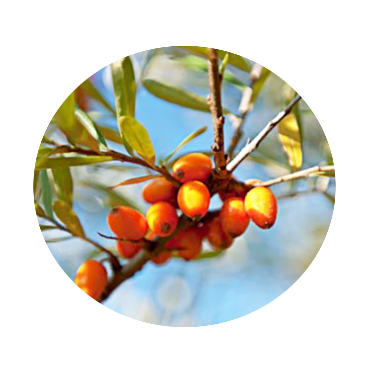 Factory Supplier 100% Natural Sea Buckthorn Berries Extract Juice Powder Organic Fruit Seed Berries Seabuckthorn Berry Fruit