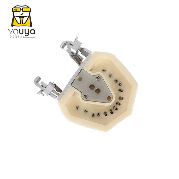 Human Anatomy 4 Times Medical Training Molar Pathology Teaching Nursing Care Model