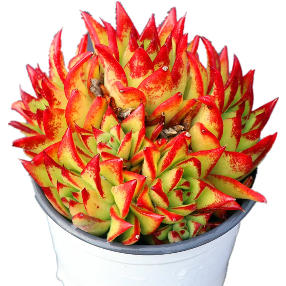 Echeveria agavoides Lipstick succulent plants from own factory