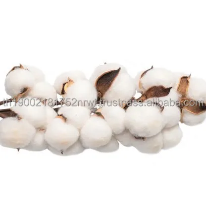 Raw cotton Fiber Strong Resilience Pure Cotton Agriculture Natural Product Cloths Cotton Fabric Material