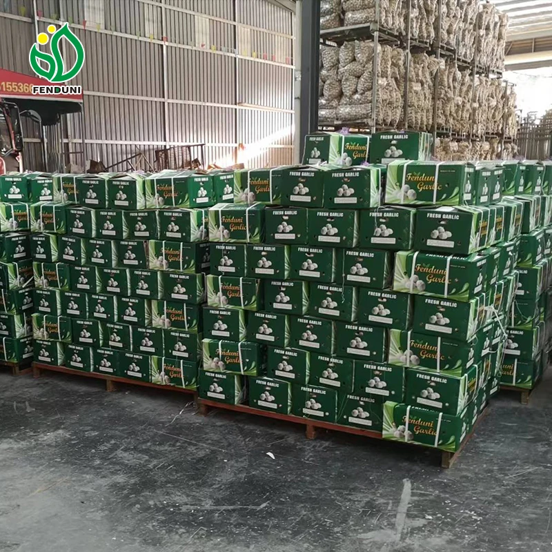 Shandong Chinese Fresh Garlic Supplier  for Sales 200g/250g/500g 1kg Per bag