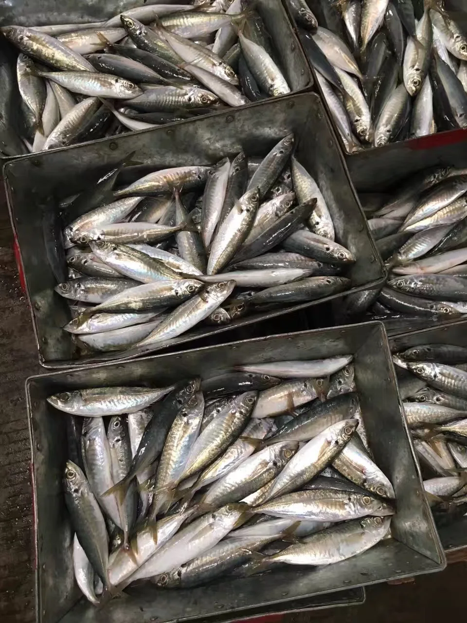 
ready stock High quality 80-125g/pcs frozen round mackerel/ horse mackerel 