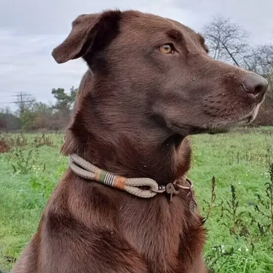 braided double nylon dog paracord custom color luxury slipknot adjustable soft handfree Agility leash with martingale collar