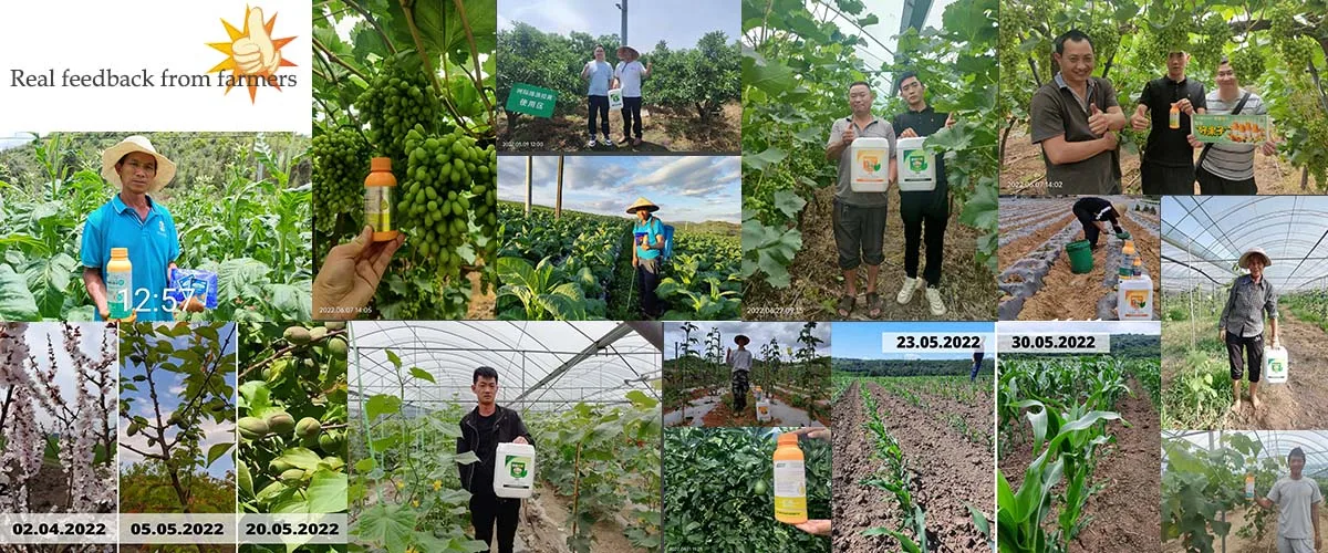 Factory manufacture foliar spray npk 170 170 170 trace elements clear hydroponics balance types of liquid fertilizer