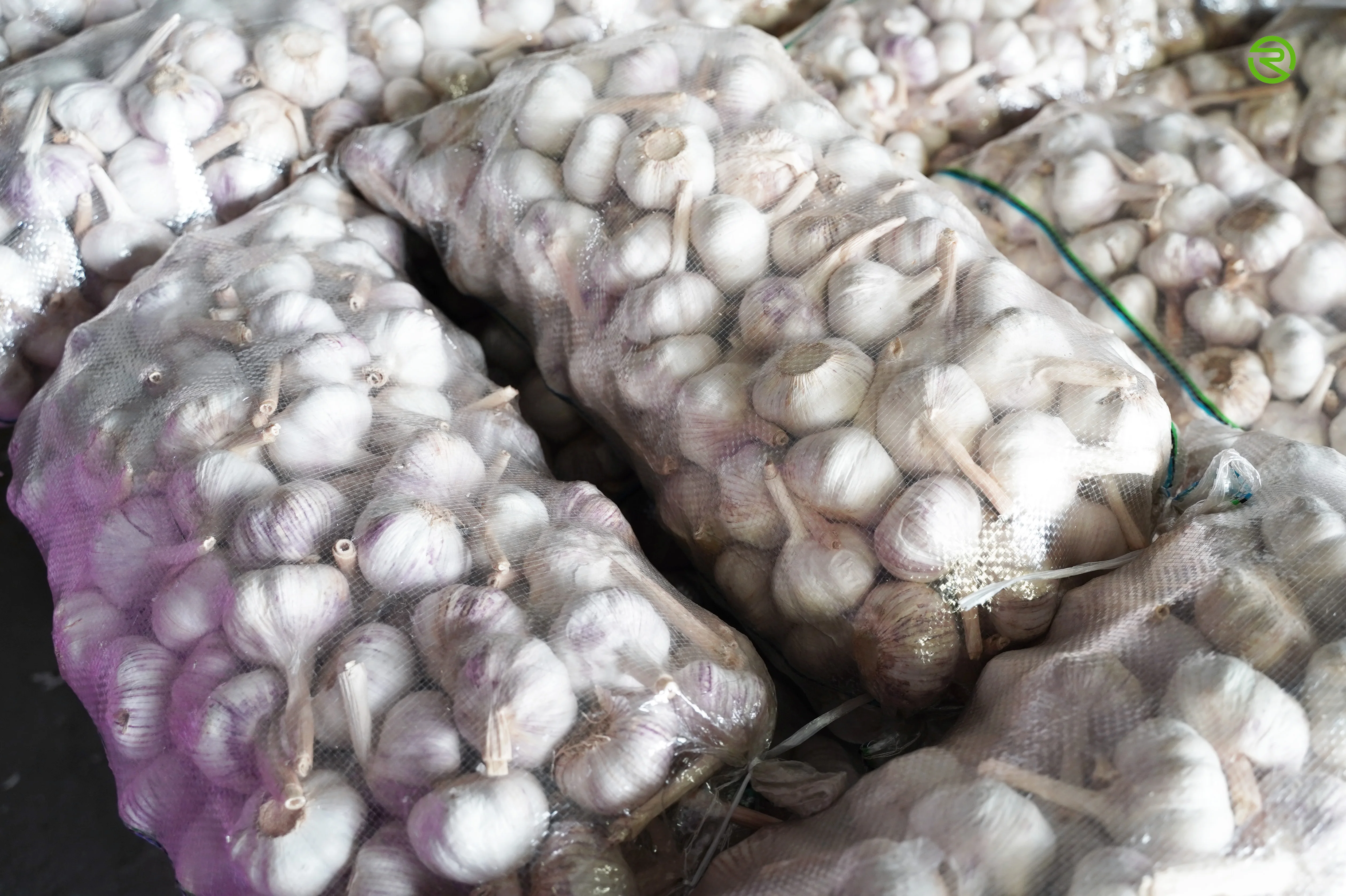 
Fresh white garlic garlic shandong multi - clove garlic high quality 