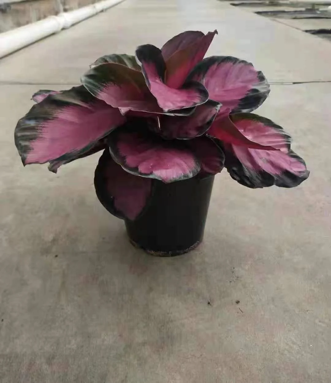 
Real plants Calathea rusco of indoor bonsai Ornamental plants 