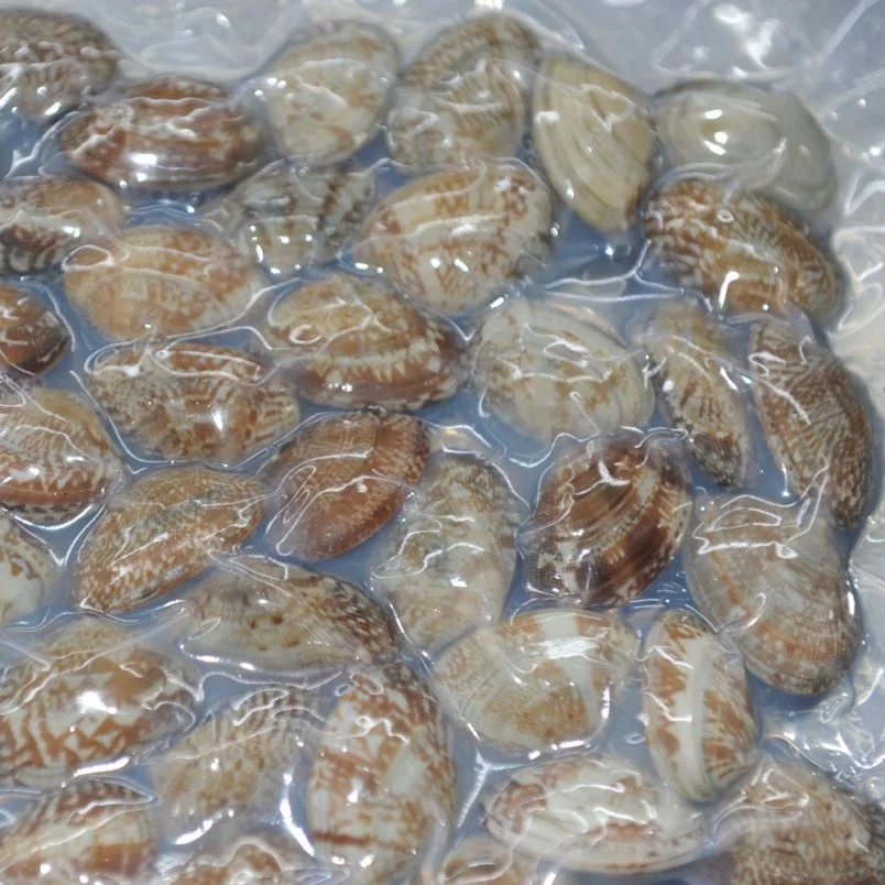 
Seafood Importer Exporter Frozen Baby Clams Whole Shell 