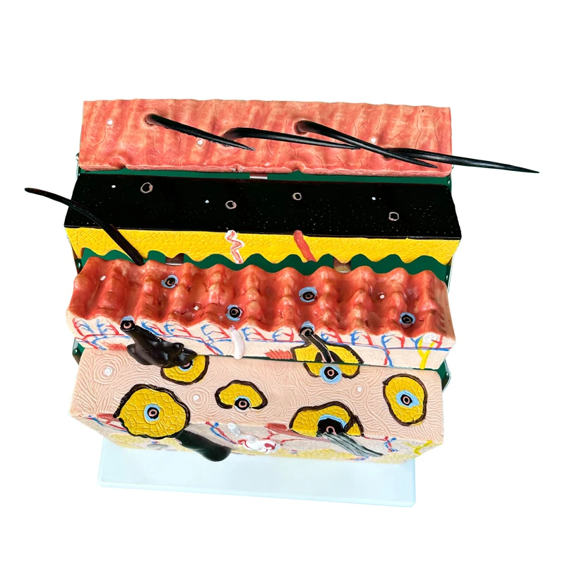 Factory medical science education model medical anatomical model  Anatomy Skin Model