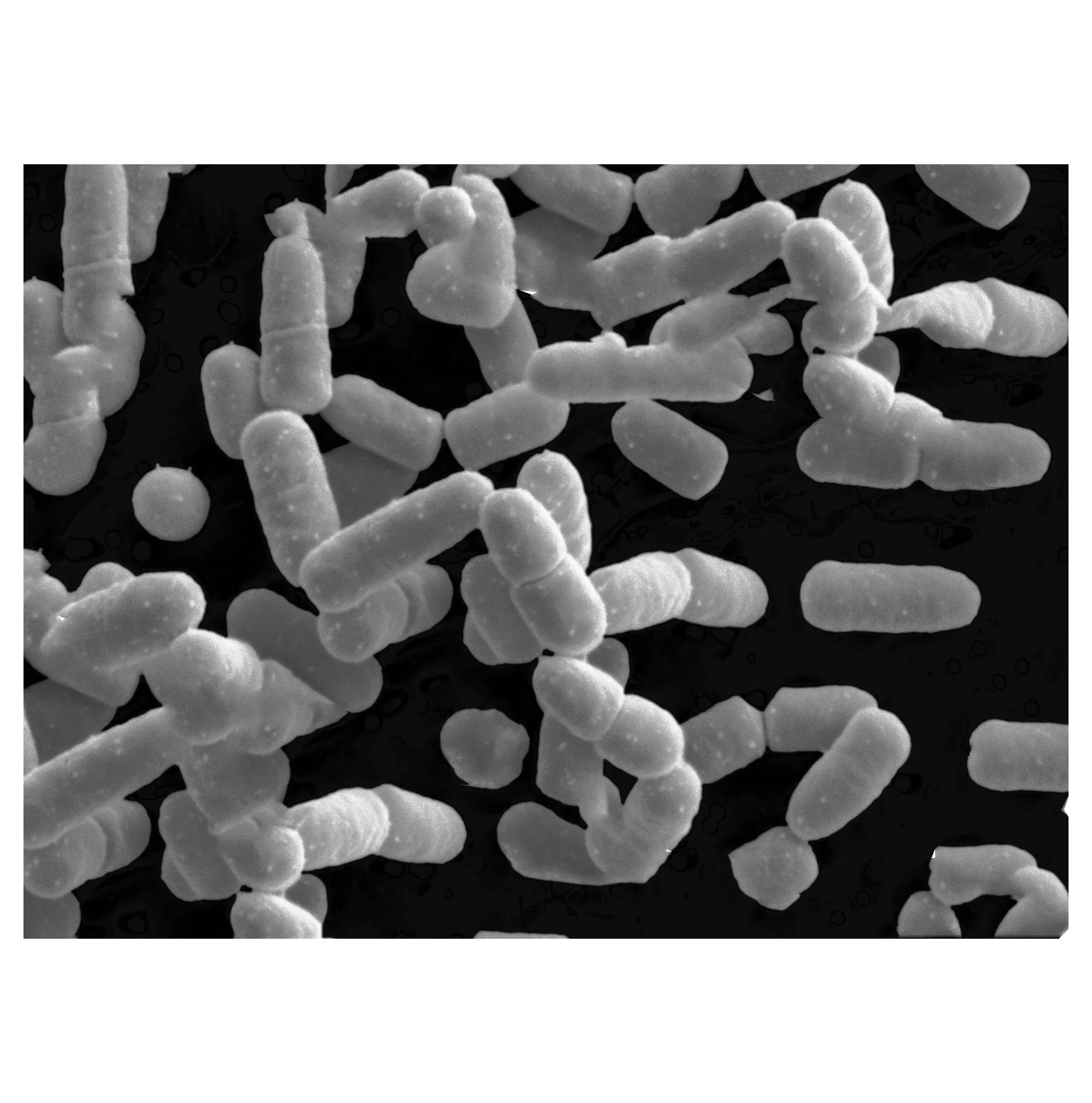 Высококачественные пробиотики Bacillus Coagulans