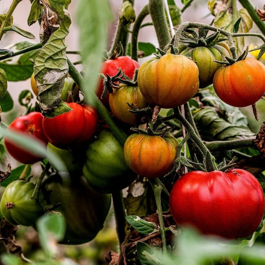 Made in Italy Tomato paste Red Color and Drum Packaging (1 KG) handcrafted premium quality ancient recipe