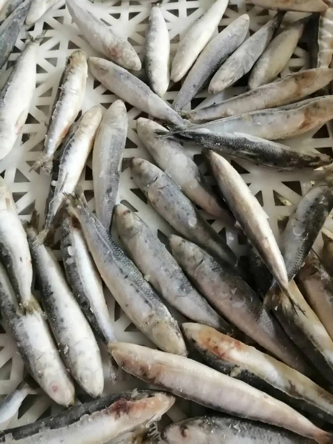 OEM small packing IQF frozen sardine fish