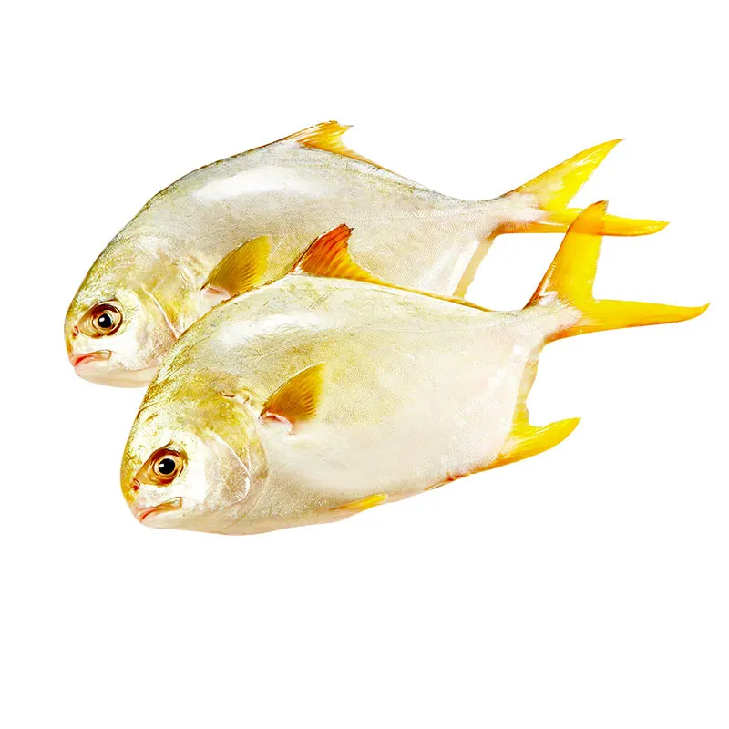 Good Quality IQF Frozen Golden Pompano Fish Seafood for Restaurant