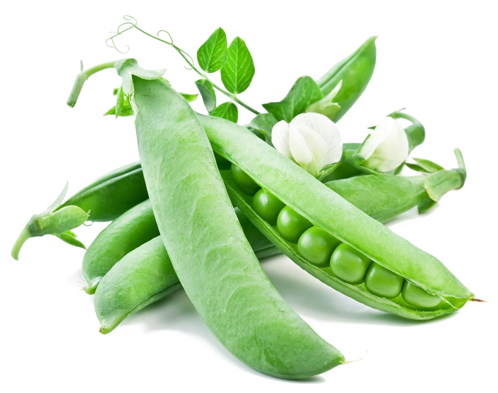 
Origin Samskara Private Label Best Biodegradable Packaging Pea Protein Powder (83%) 