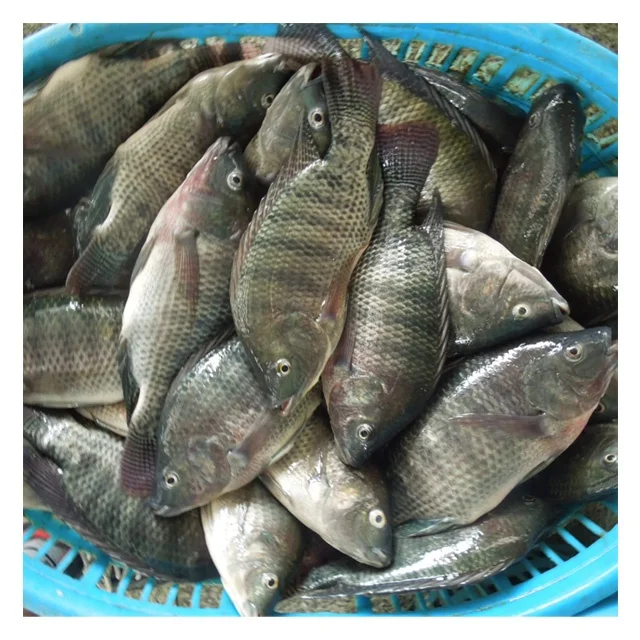 Supplier Wholesale Seafood Price Per Kg Whole Frozen Black Round Tilapia Fish WR fresh frozen Black Tilapia  800-1000g