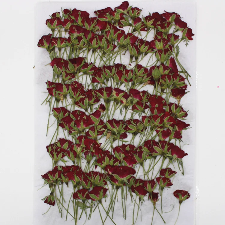 Real Dried Pressed Flower Rose Bud with Branch