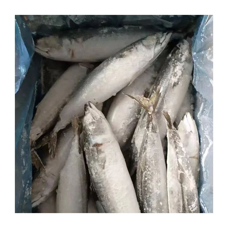 SANFENG SEAFOOD Frozen Pacific Mackerel Fresh Mackerel Sea Fish For Export