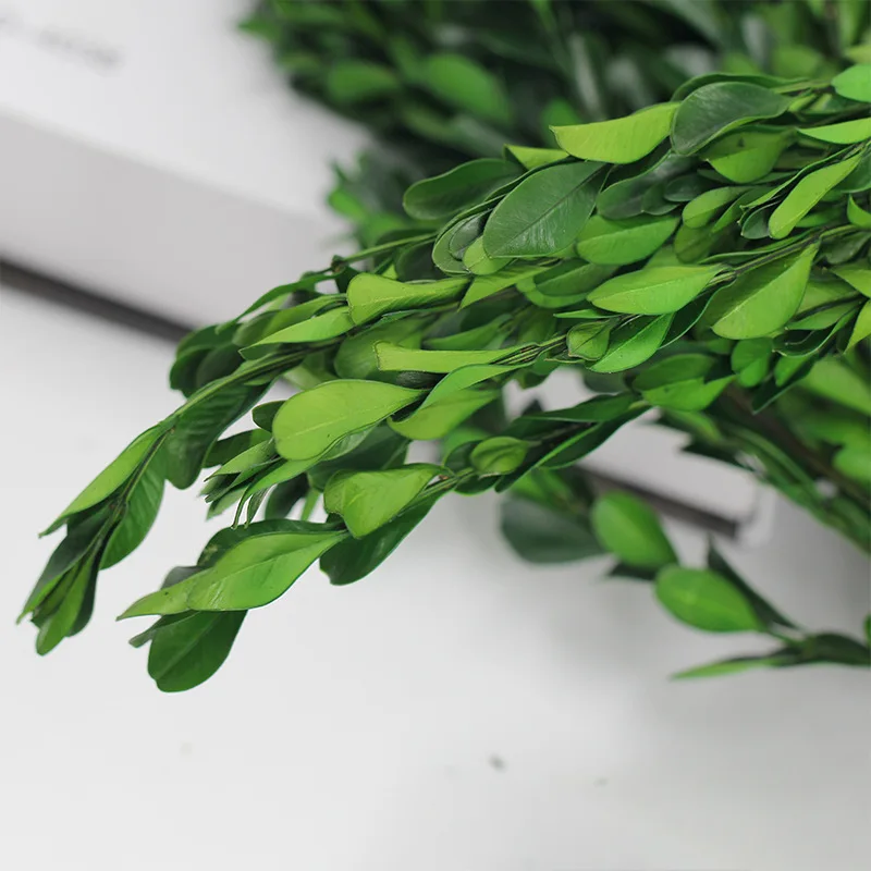 China supply small preserved leaves boxwood leaves green leaves Buxus sinica for bouquet