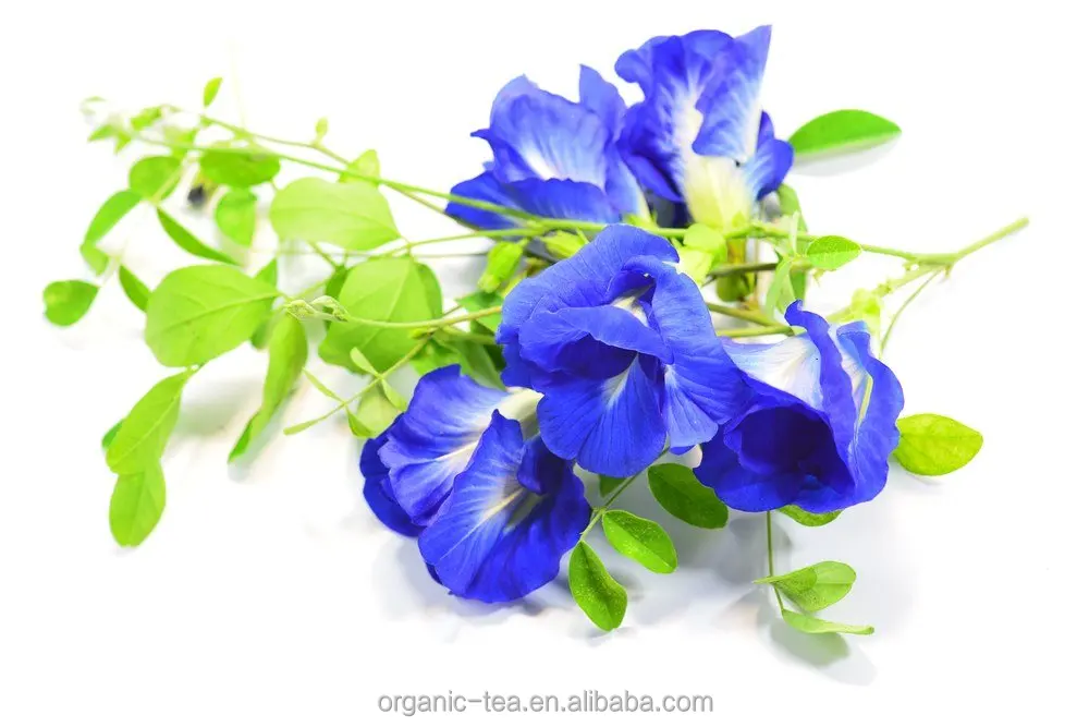Wholesale Organic Dried Blue Butterfly Pea herbal Flower tea
