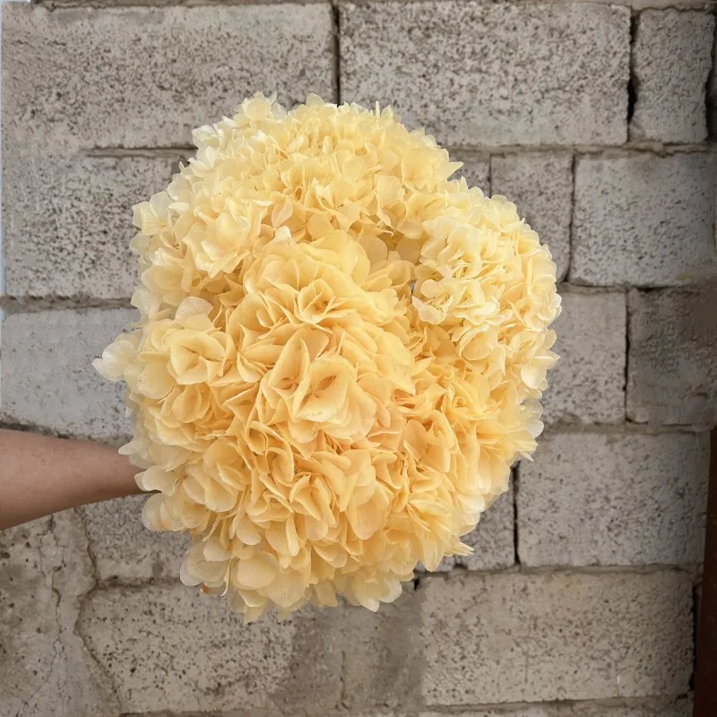 Wholesale preserved flower preserved big leaf hydrangea for flower bouquets