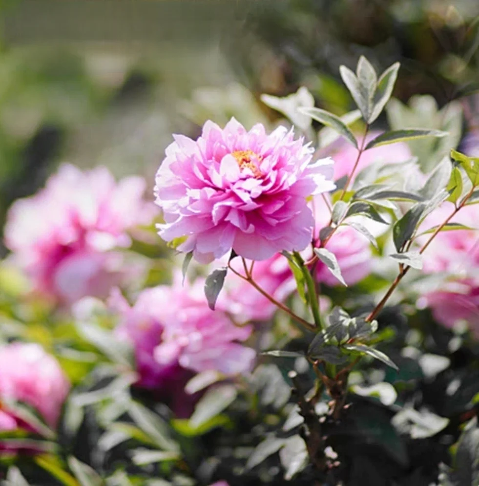 KAIYANGE OEM Factory Supply Good Quality Hot Selling Mu Dan China Blooming Dried Pink Peony Fragrant Flower Petals  Herbal Tea