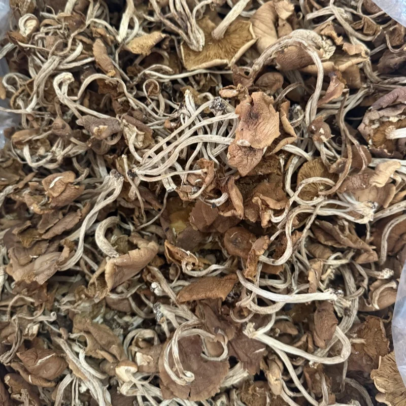 Заводская поставка сушеный агроцикл Cylindracea гриб натуральный чай дерево