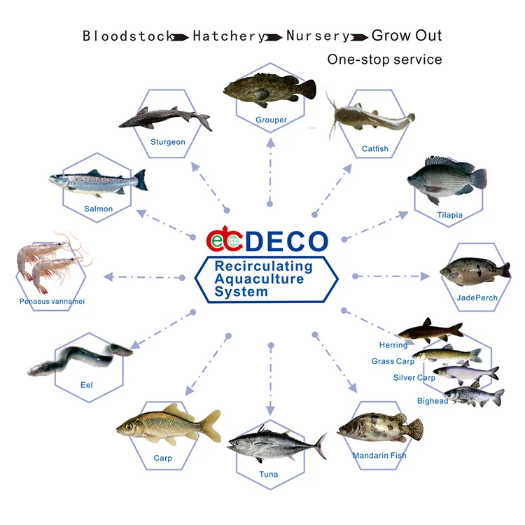 Customized Recirculating Aquaculture Systems Indoor Aquaculture Equipment Fish Farming System Ras In Aquaculture