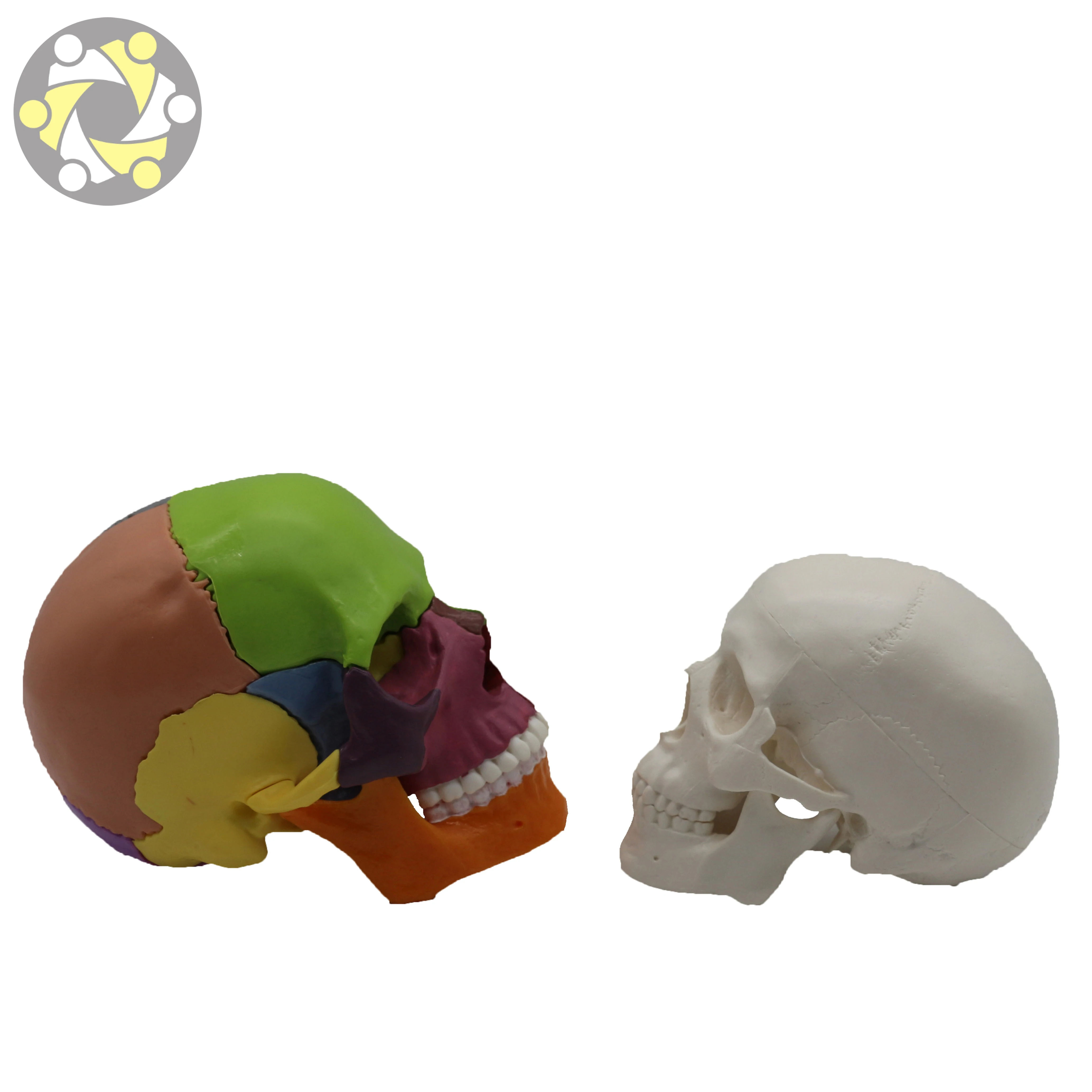 Medical Science Colored Anatomical Detachable 15 Parts Plastic Human Skull Model for Sale