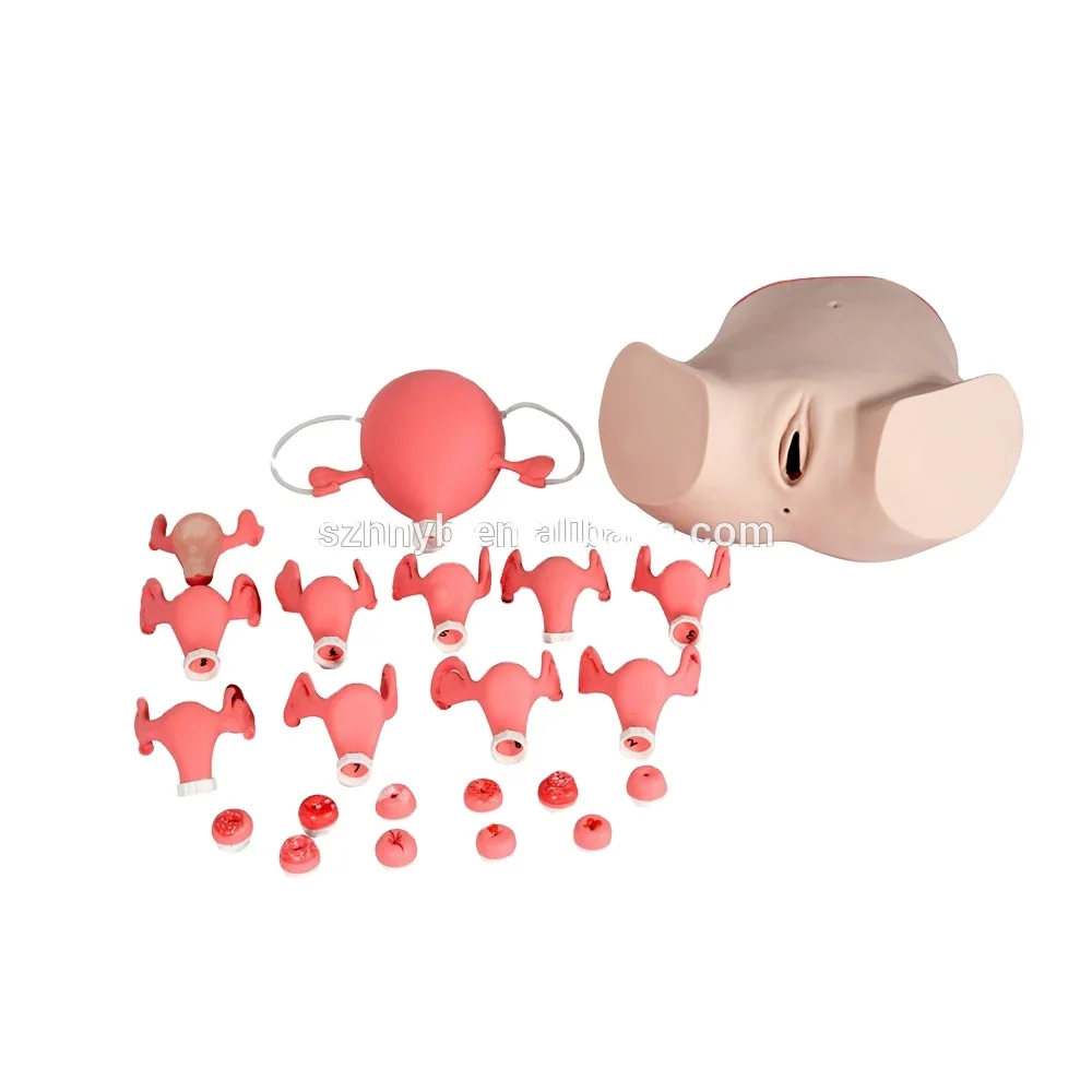 Advanced Gynecological Examination Model