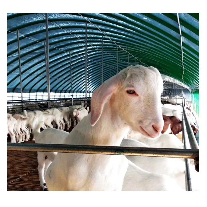 low cost prefabricated steel structure goat farm sheep animal farming design shed house for sale
