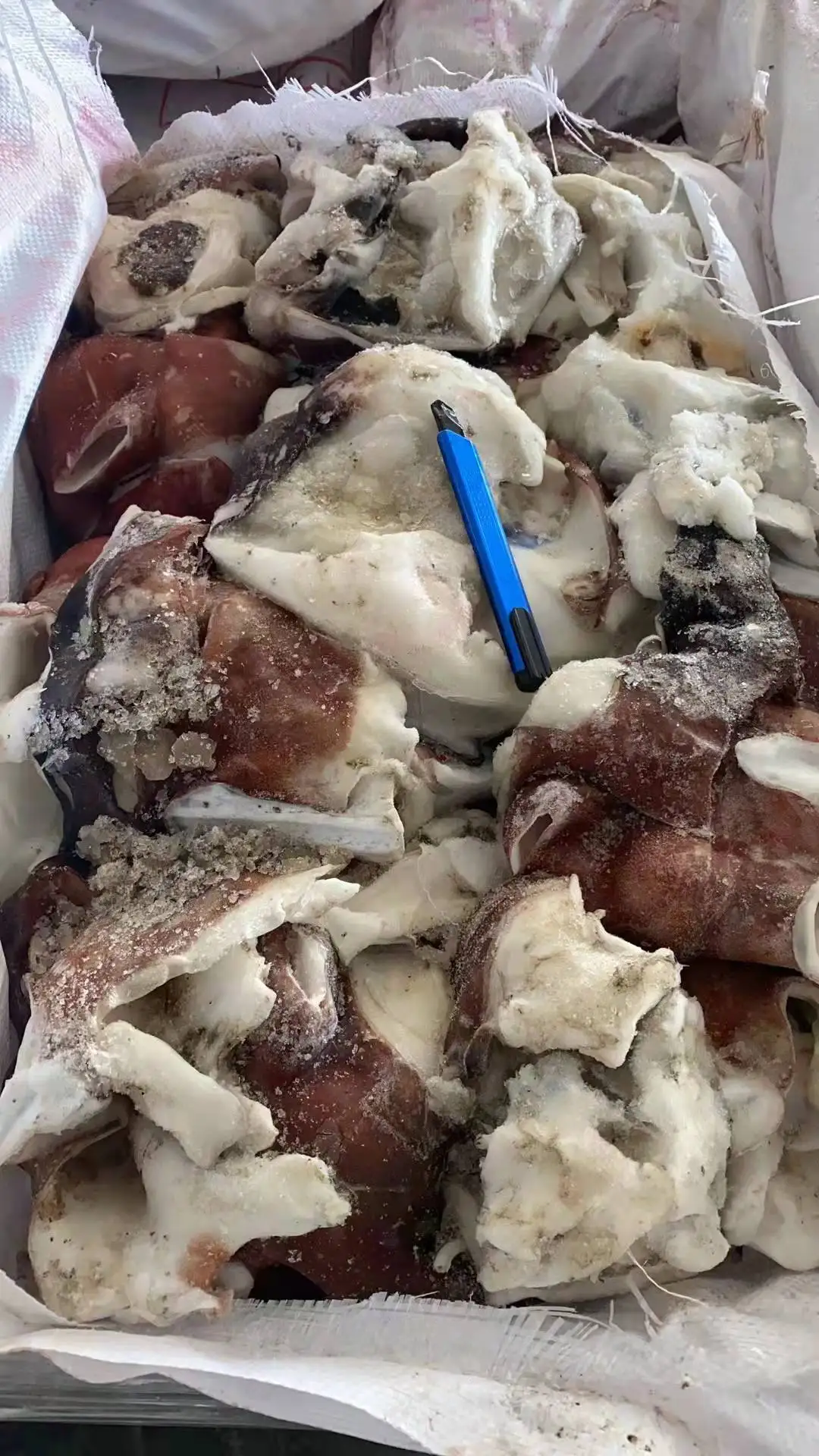 Hot sale good price giant squid neck for export