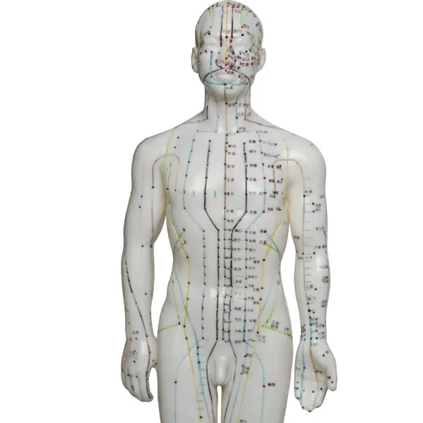 50 см Мужская акупунктурная обучающая Модель Китайская акупунктурная модель для медицинского обучения